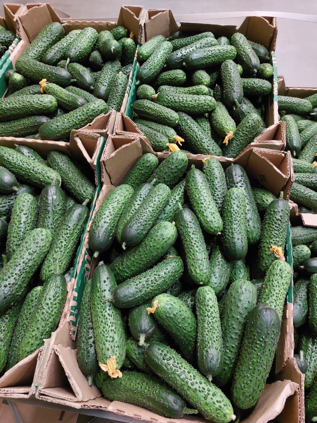 Einlegegurken  POLAND Frisch kg 10 kg  NEUE ERNTE
