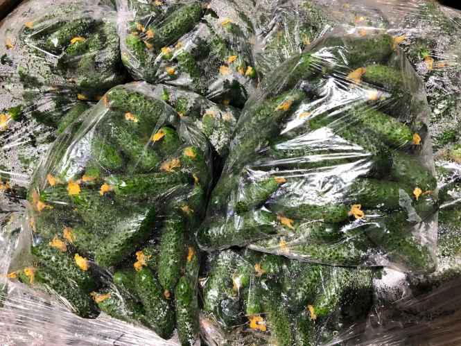 Einlegegurken  POLAND Frisch kg 10 kg  NEUE ERNTE