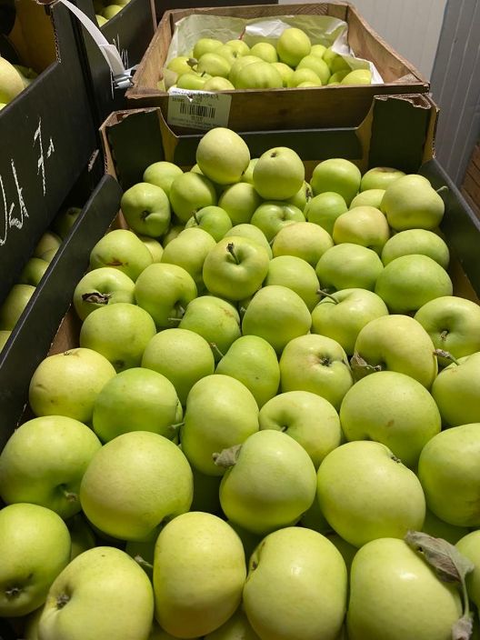 Apfel MUTZU 13 kg kiste