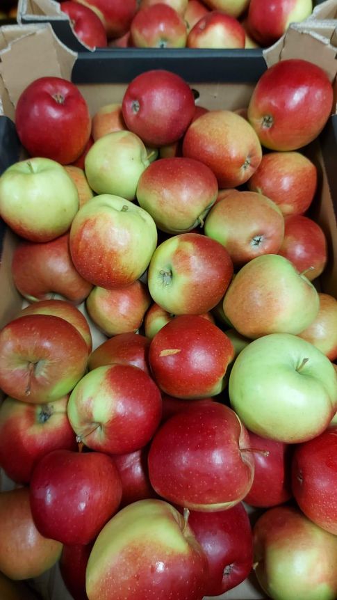 Apfel Ligol 13 kg  Kiste