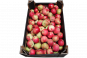 Apfel Cortland  13 kg