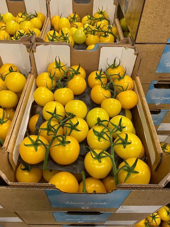 Strauchtomaten GELBE   5 kg  kiste