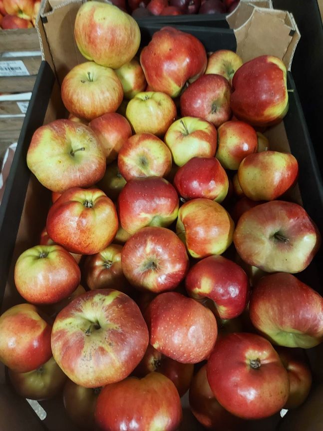 Apfel ALWA 13  kg Kiste