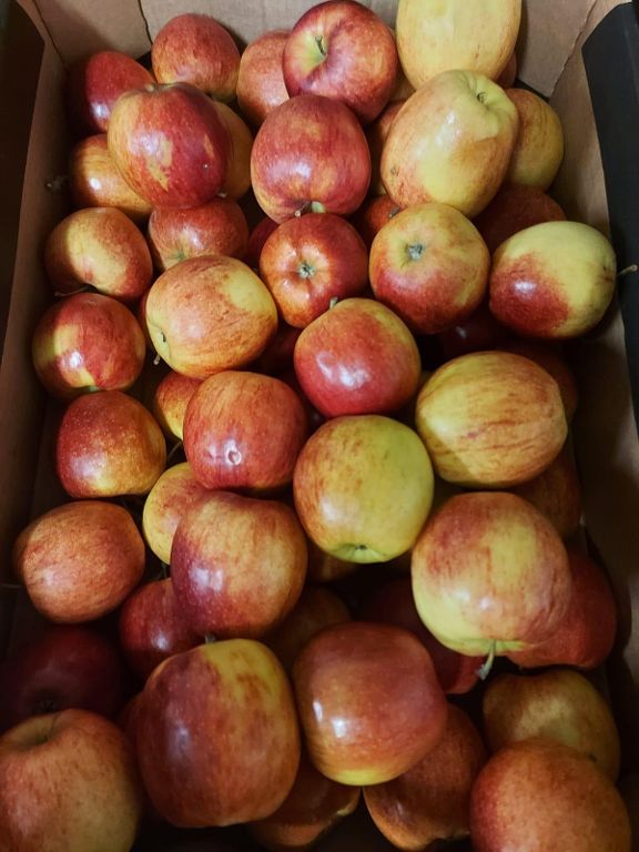 Apfel Jonagored    13 kg  karton