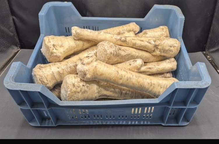Meerrettich wurzel 5 kg sack