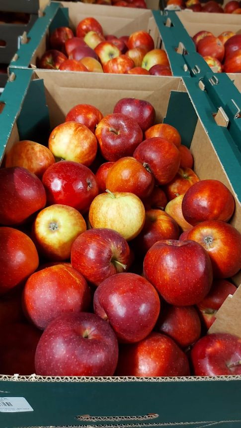 Apfel Prinz 13 kg Karton