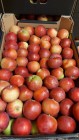 Apfel Idared  13 kg  karton