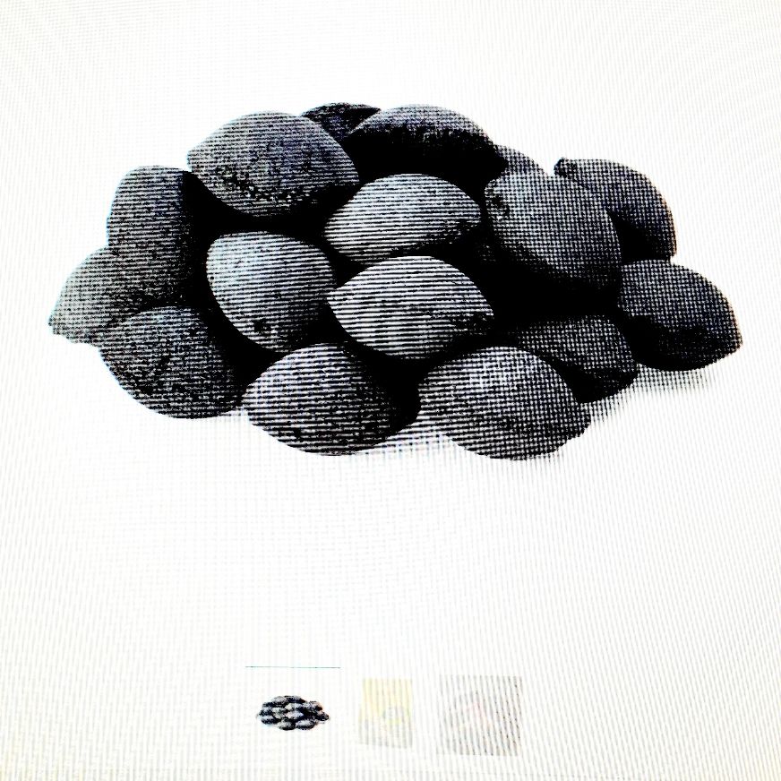 Brykiet DANCOAL 2,5 kg ( Grill Kohle )