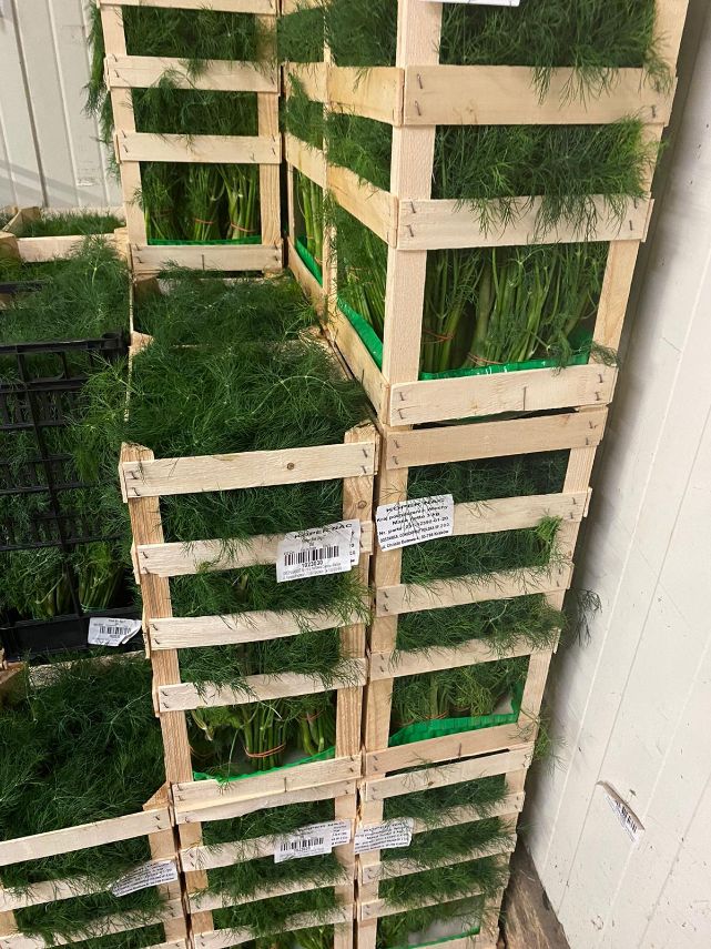 DILL  Bunt 10 klein gebündelt    Nur Polnische