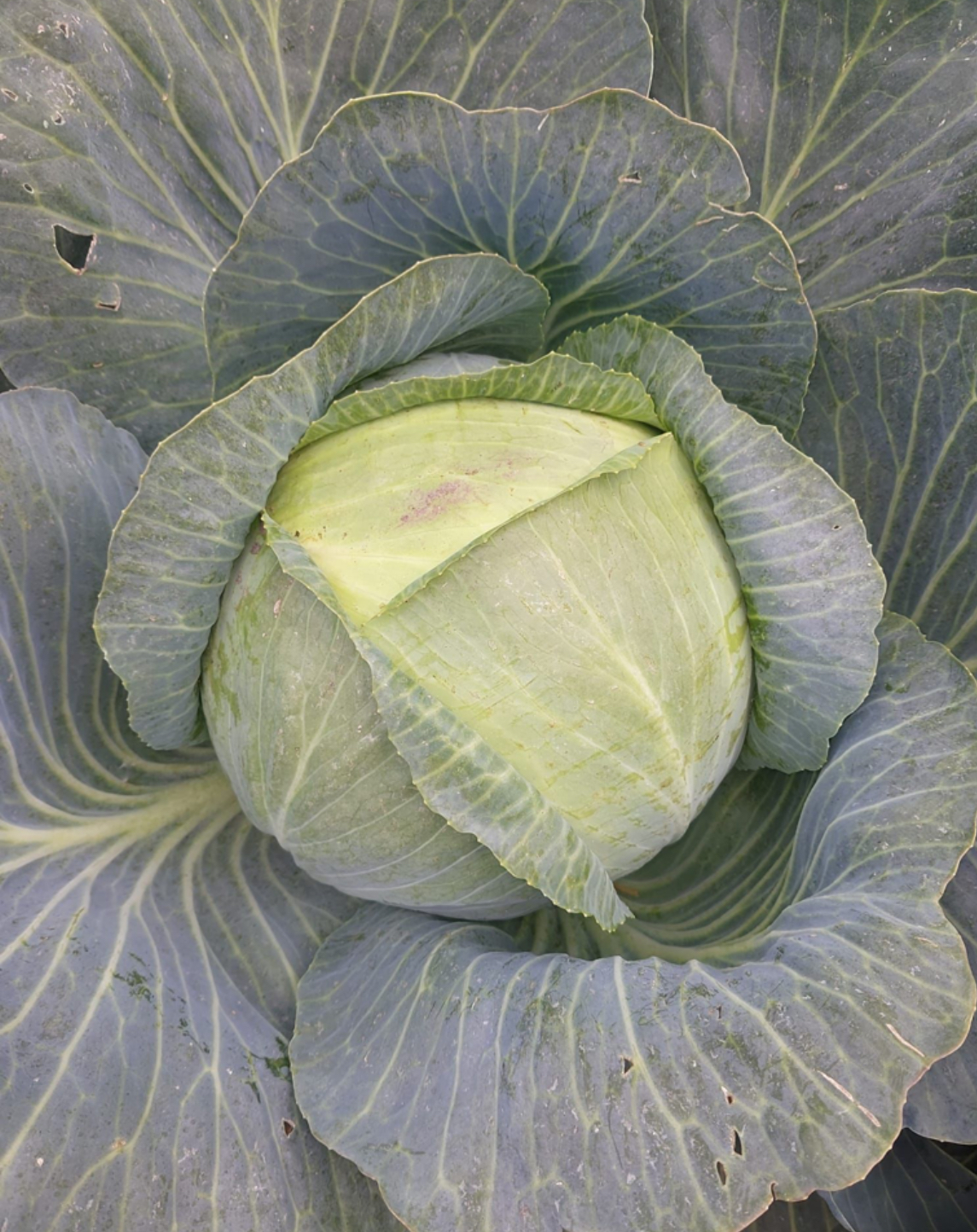 Kapusta Frisch st ca. 3 ,5 kg   Neue Ernte POLAND