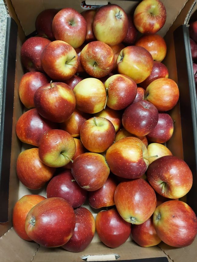 Apfel GALA  Schniga 13 kg  kiste