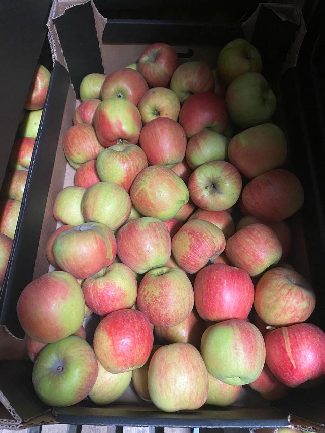 Apfel Champion 13  kg Kiste